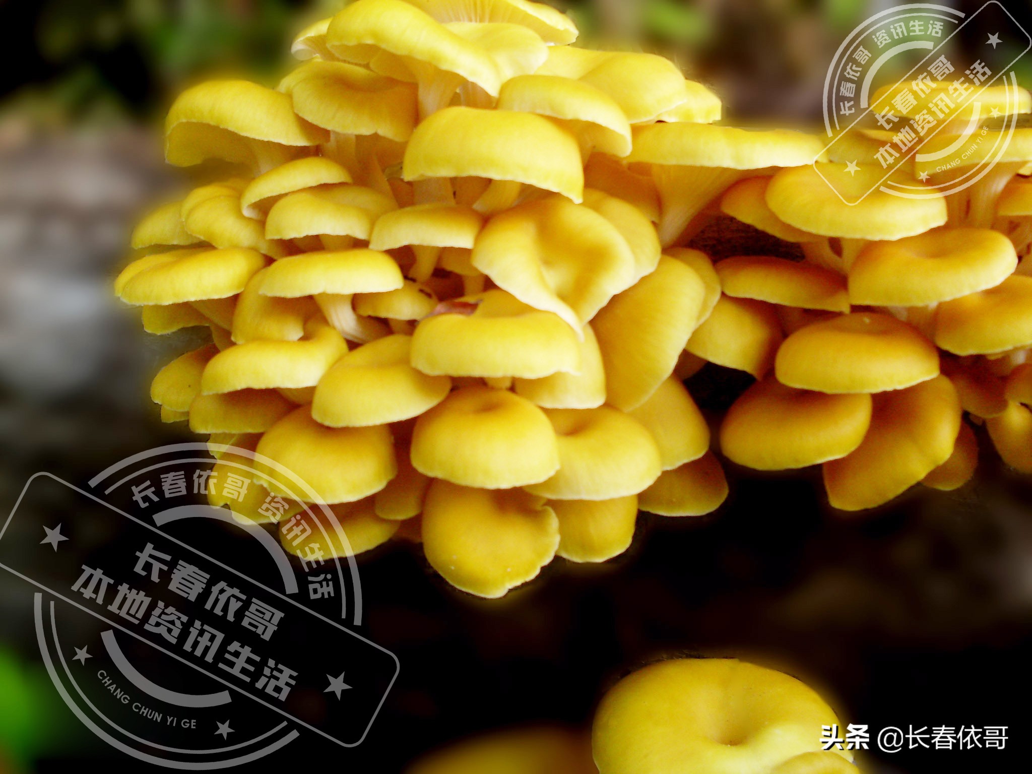 长白山脉的野山珍红蘑,纯天然大山里的野生菌类榛蘑