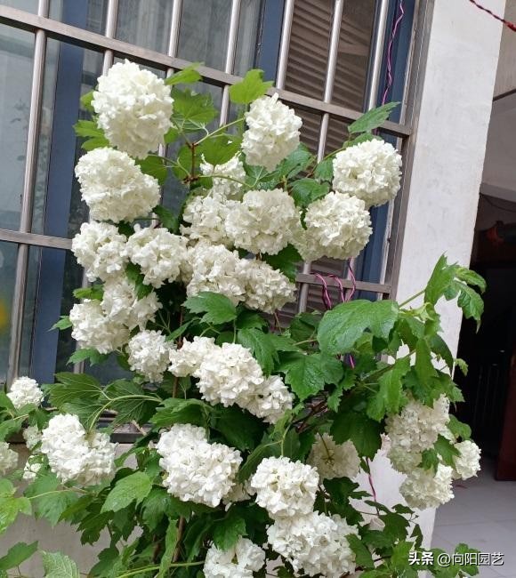 中华木绣球种在庭院有什么忌讳,刚买的中华木绣球怎么才能种活