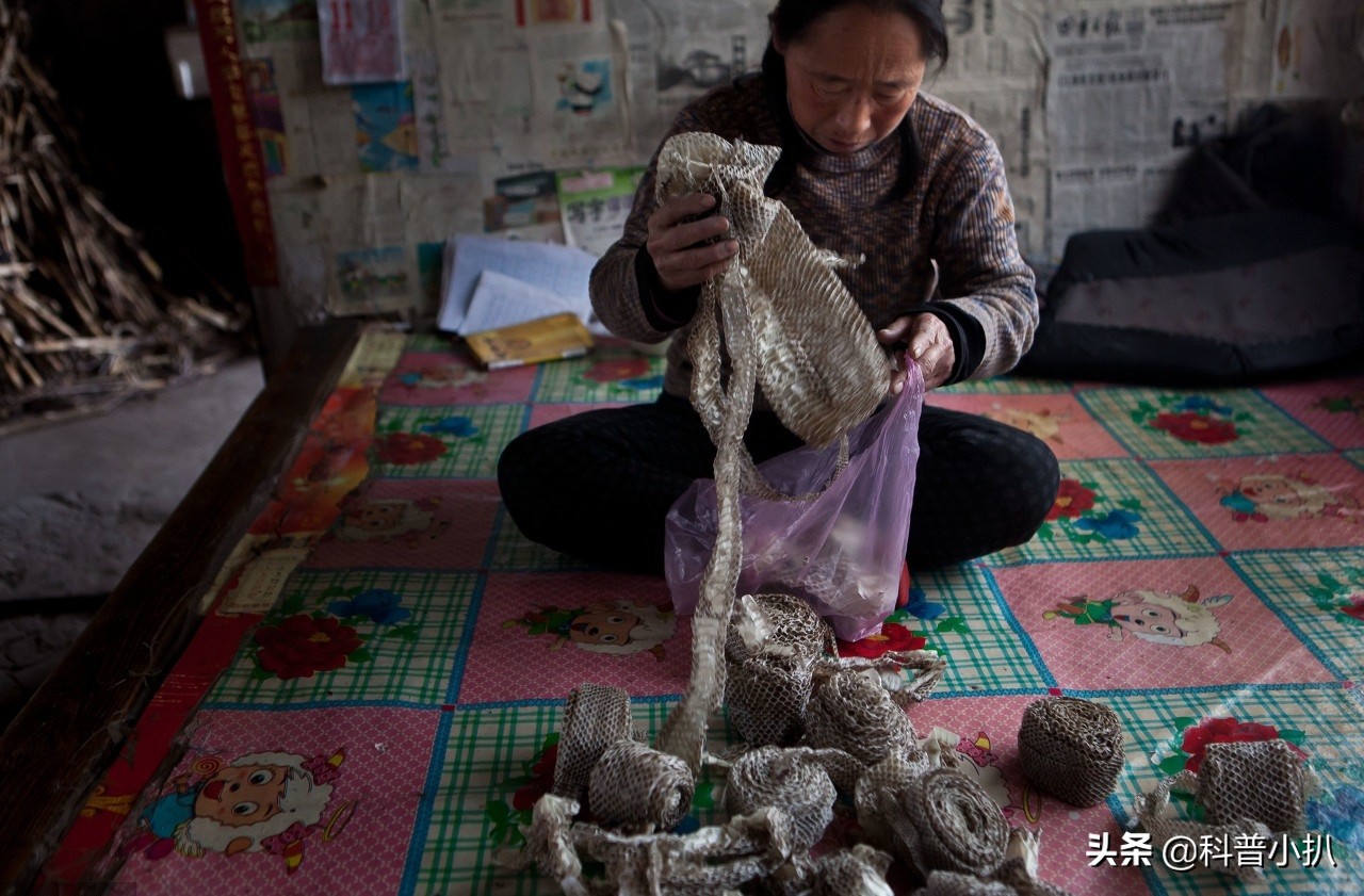 小伙救蛇后多年后蛇报恩,女子救蛇多年后长成巨蛇