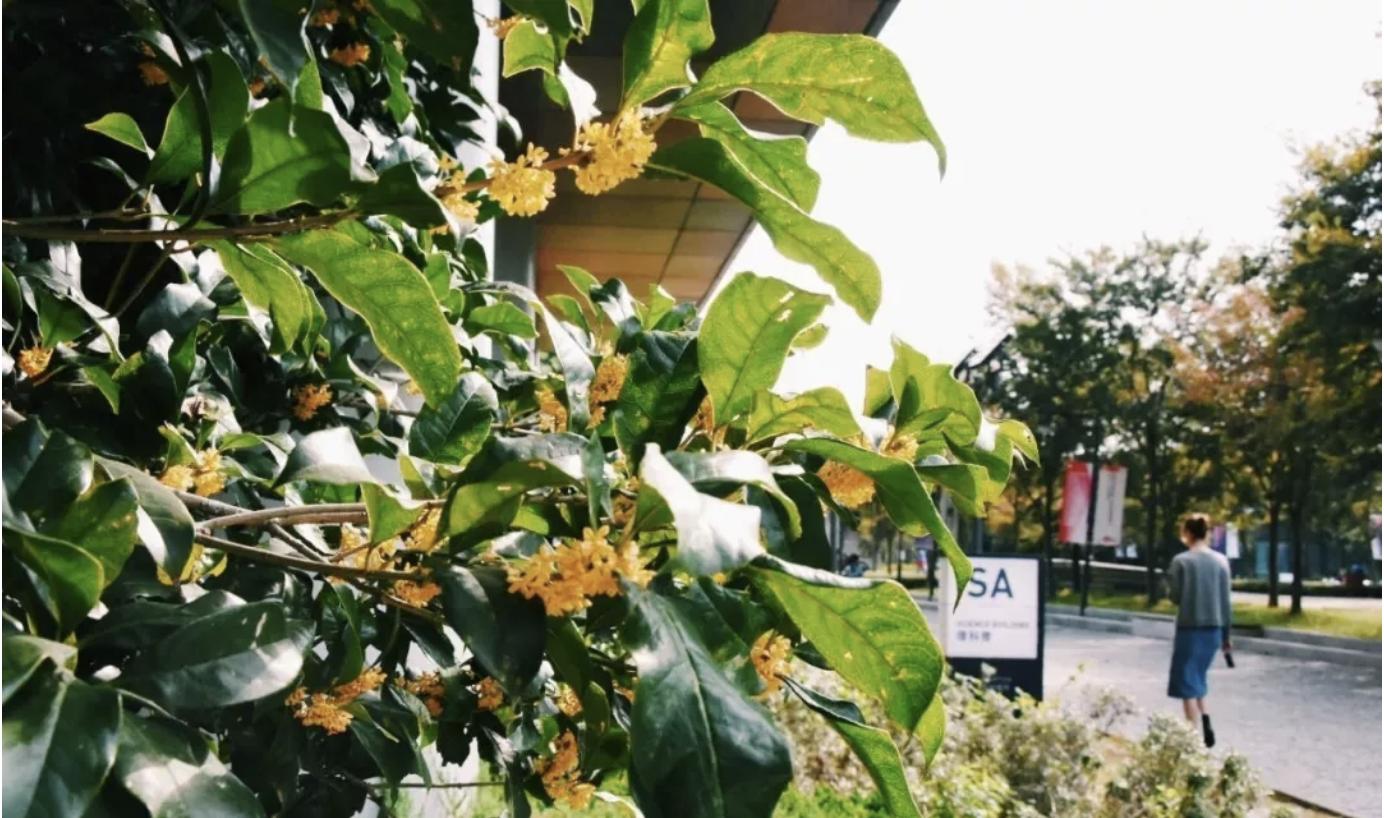 西交利物浦大学在职硕士,西交利物浦研究生学习感受