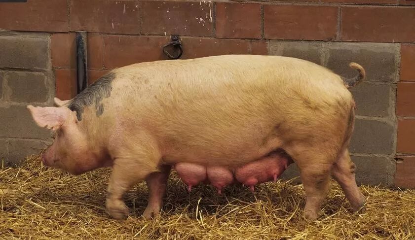 母猪流产后的治疗,母猪流产后怎么处理