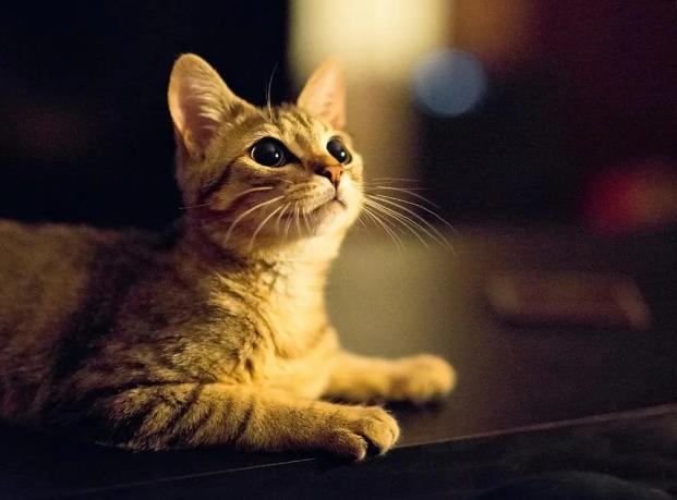 一只猫从5800元变58000元，是商家的失误，还是商家的套路？