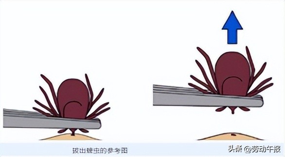 小动物伤人到高发期怎么办,动物致伤按照民事侵权责任法处理