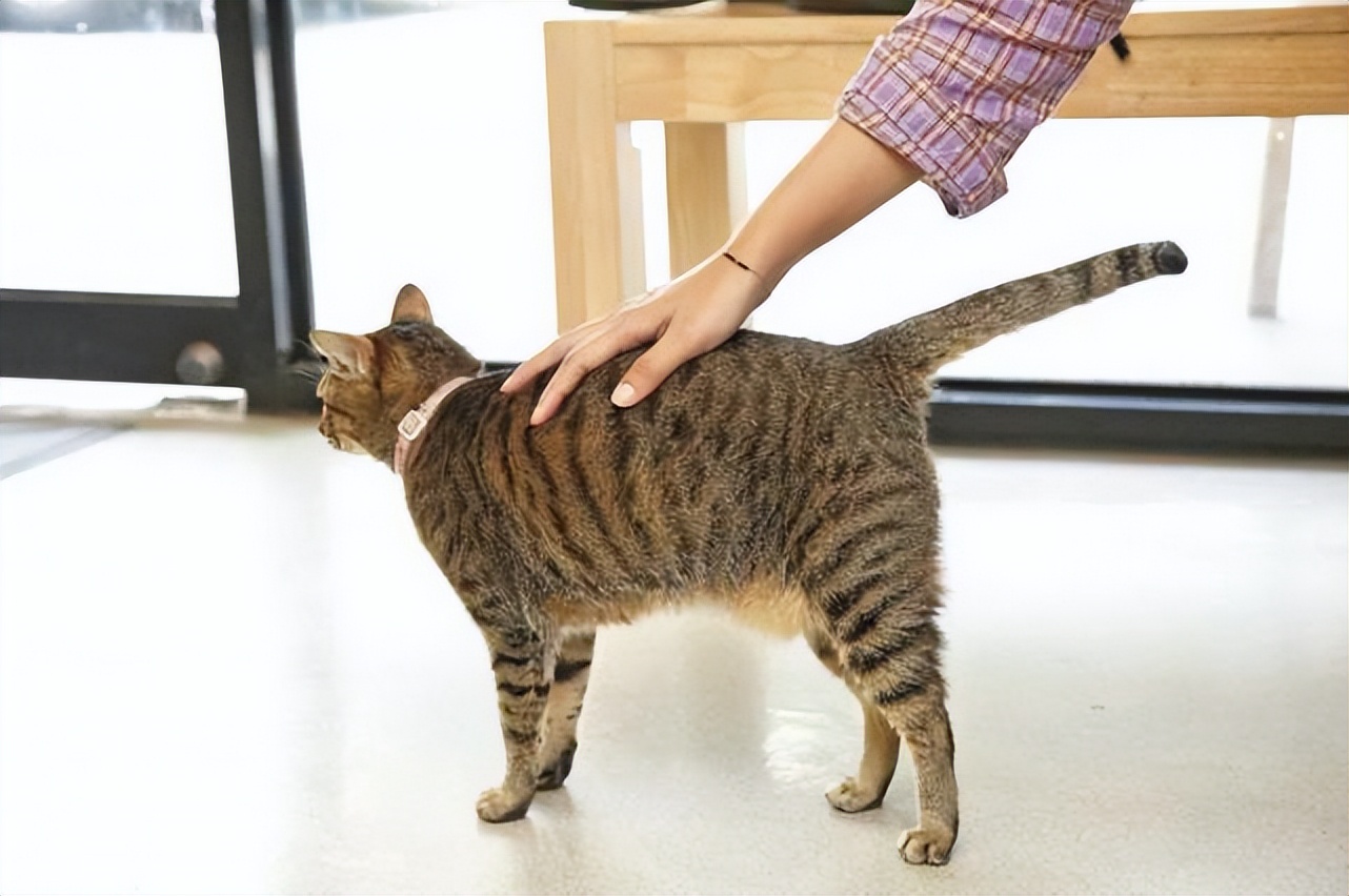 猫尾巴最后一节骨头弯的能摆正嘛,猫咪靠近尾巴根骨头凸起怎么回事