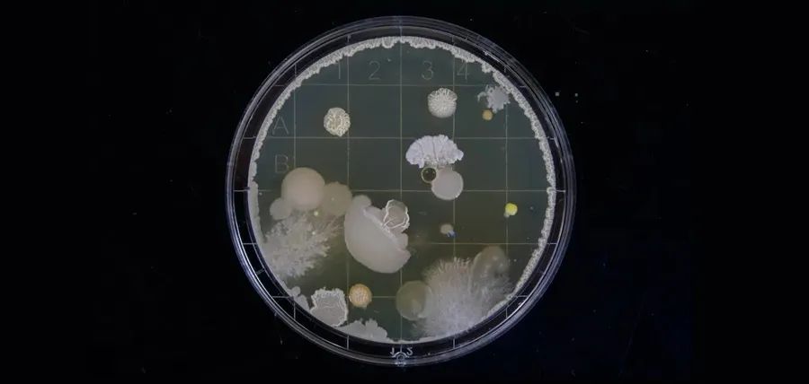 忘洗蛋*粉白**杯，臭得令人窒息！还有救？