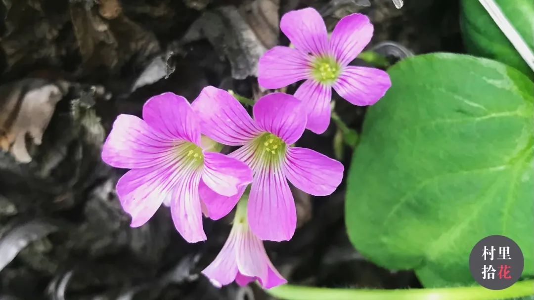 红花酢浆草简介,红花酢浆草喜欢酸性还是碱性土壤