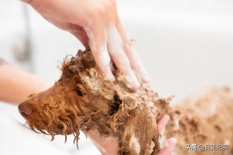 怎么去除狗爪臭味,狗爪清洗可以用什么代替