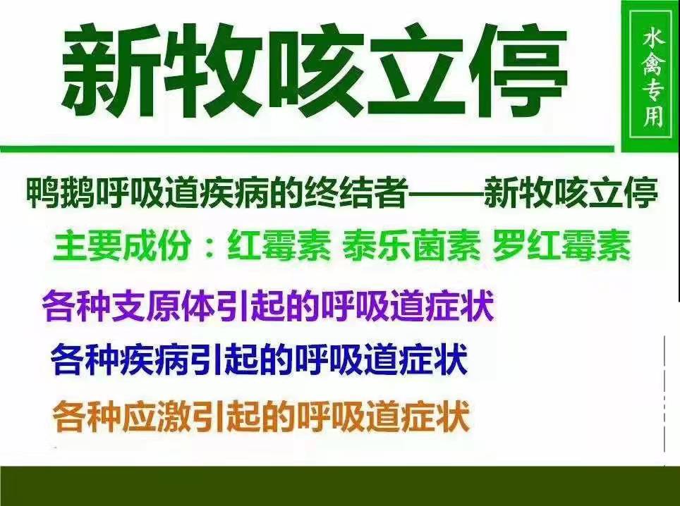肉鸭风热感冒咳嗽怎么治疗,肉鸭肺炎怎么引起的