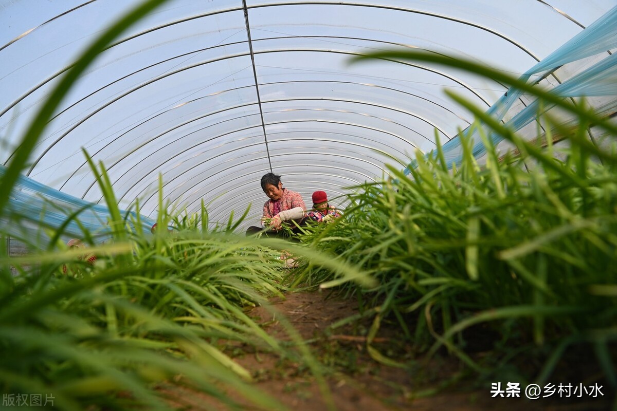 韭菜播种后如何管理,韭菜每茬收割完施什么肥