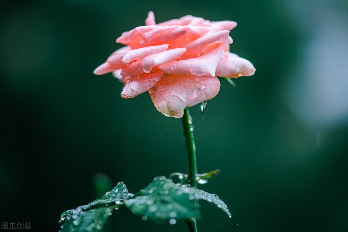 写给爱而不得的人一些话,写给爱而不得的一个人