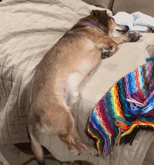 狗狗睡觉姿势说明了什么,狗狗睡觉冷了会有什么表现