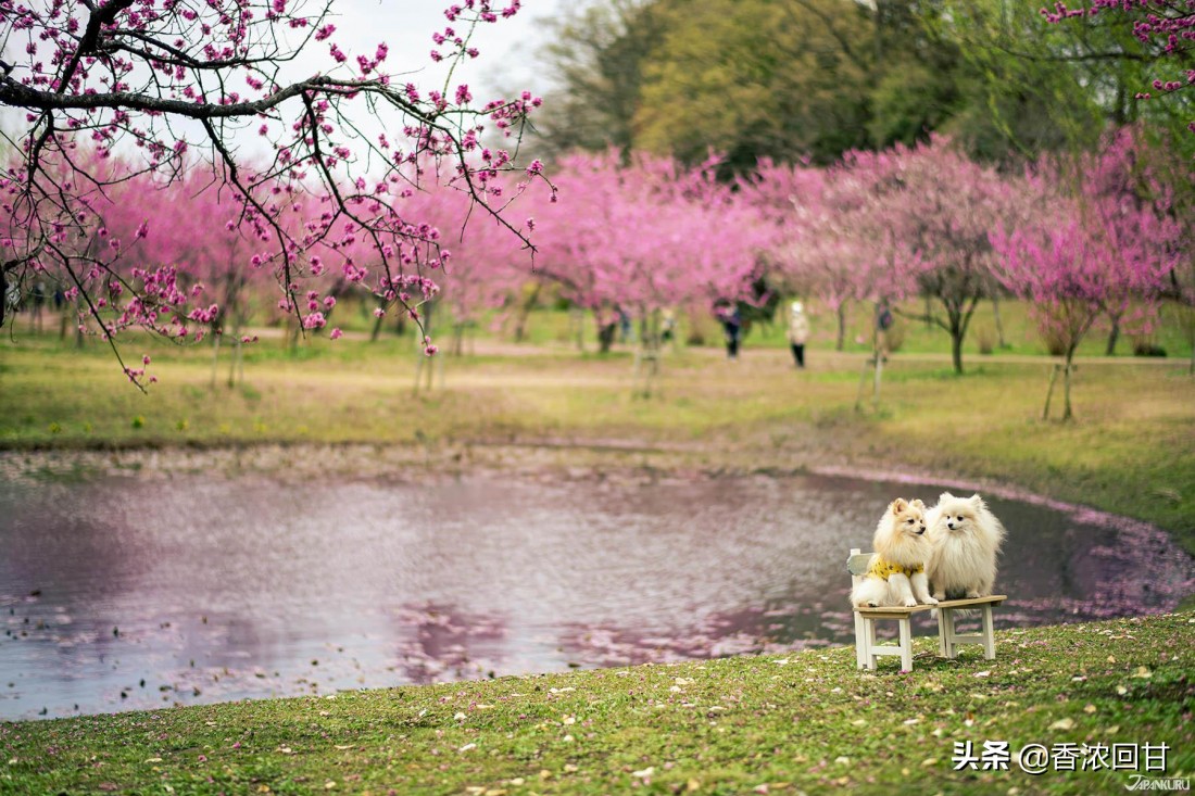 日本樱花赏花点,日本春季旅游樱花