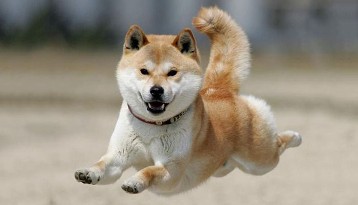 纯种柴犬大概多少钱一只,纯种柴犬价格多少钱一只