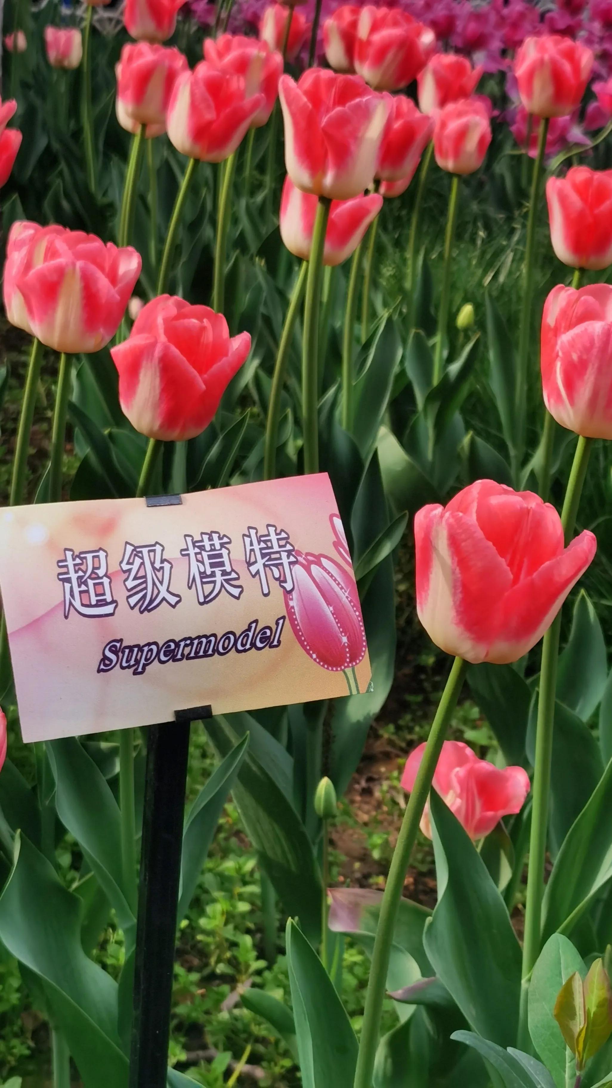 别光知道拍照，教你认识各品种郁金香。文末一款让八零后泪目的花