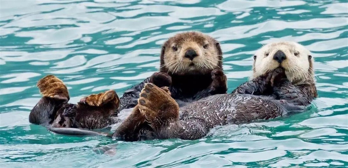 外表可爱却很凶残的动物大熊猫,大熊猫凶残的一面是什么样的