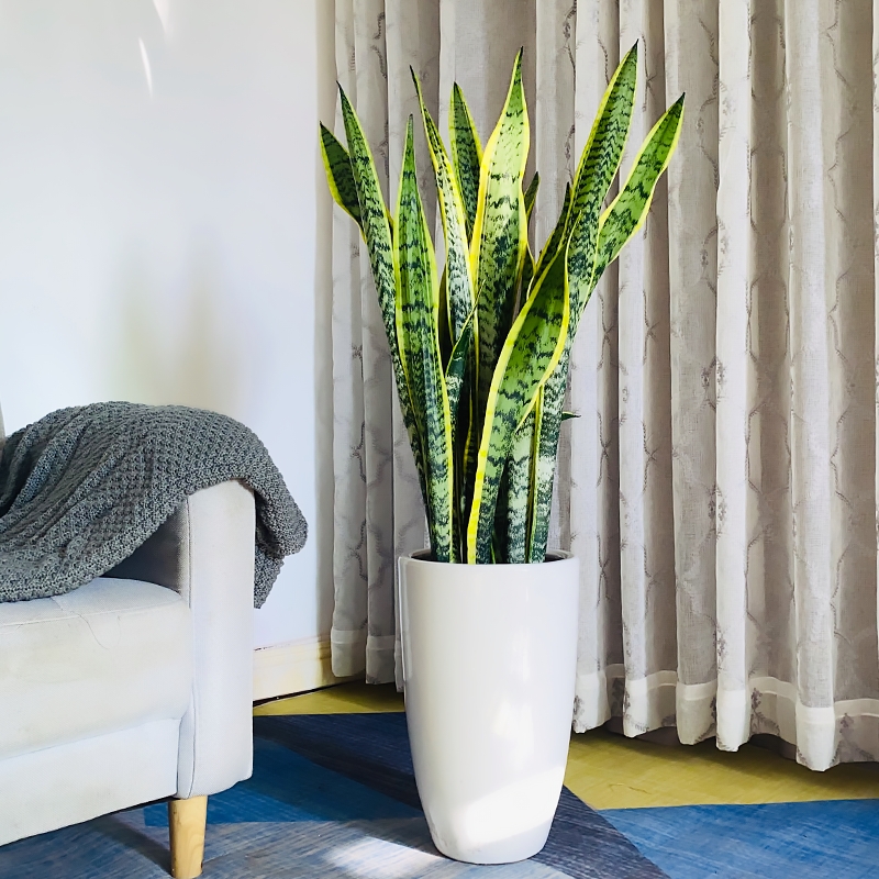 超级好养的大绿植排名前十,比较好养的大型绿植