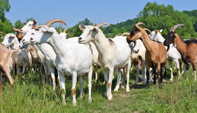 6000块钱在农村养什么发家致富,农村深山养殖鸡鸭鹅鱼猪牛狗