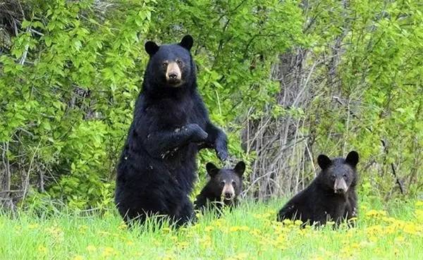 女孩遇到黑熊如何自救,如果在野外偶遇黑熊该如何自救