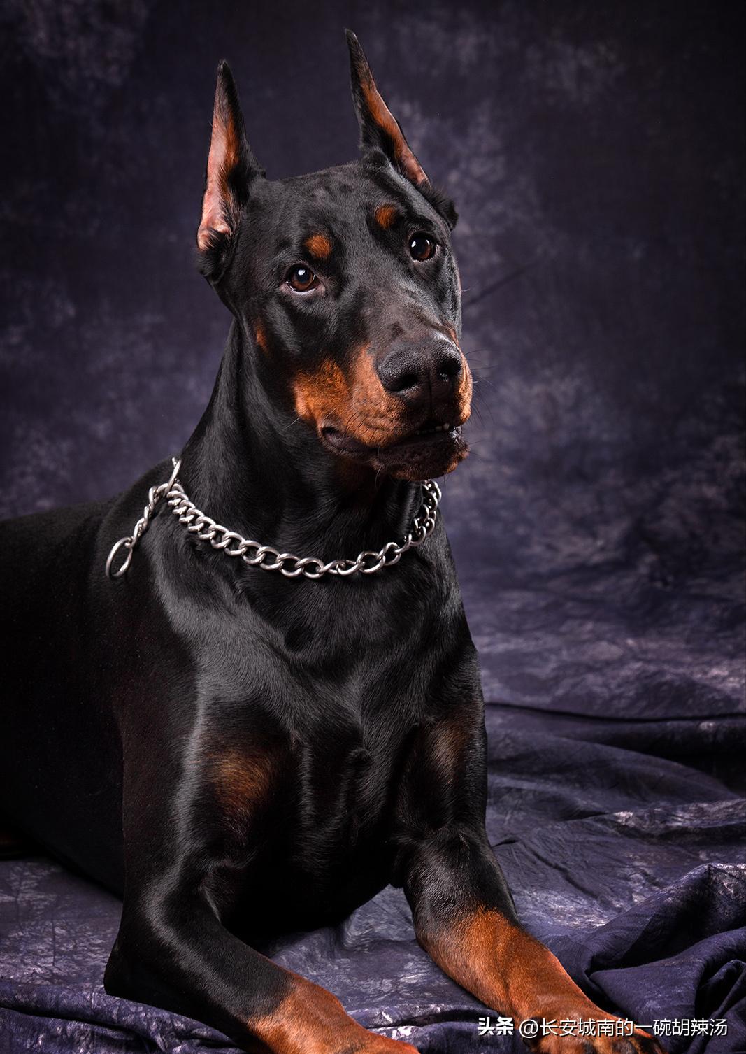 100种名犬图解加纳利犬,世界名犬适合家庭养