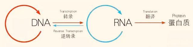 最新研究称章鱼或于5亿年前来到地球,为何总说章鱼是外星生物?