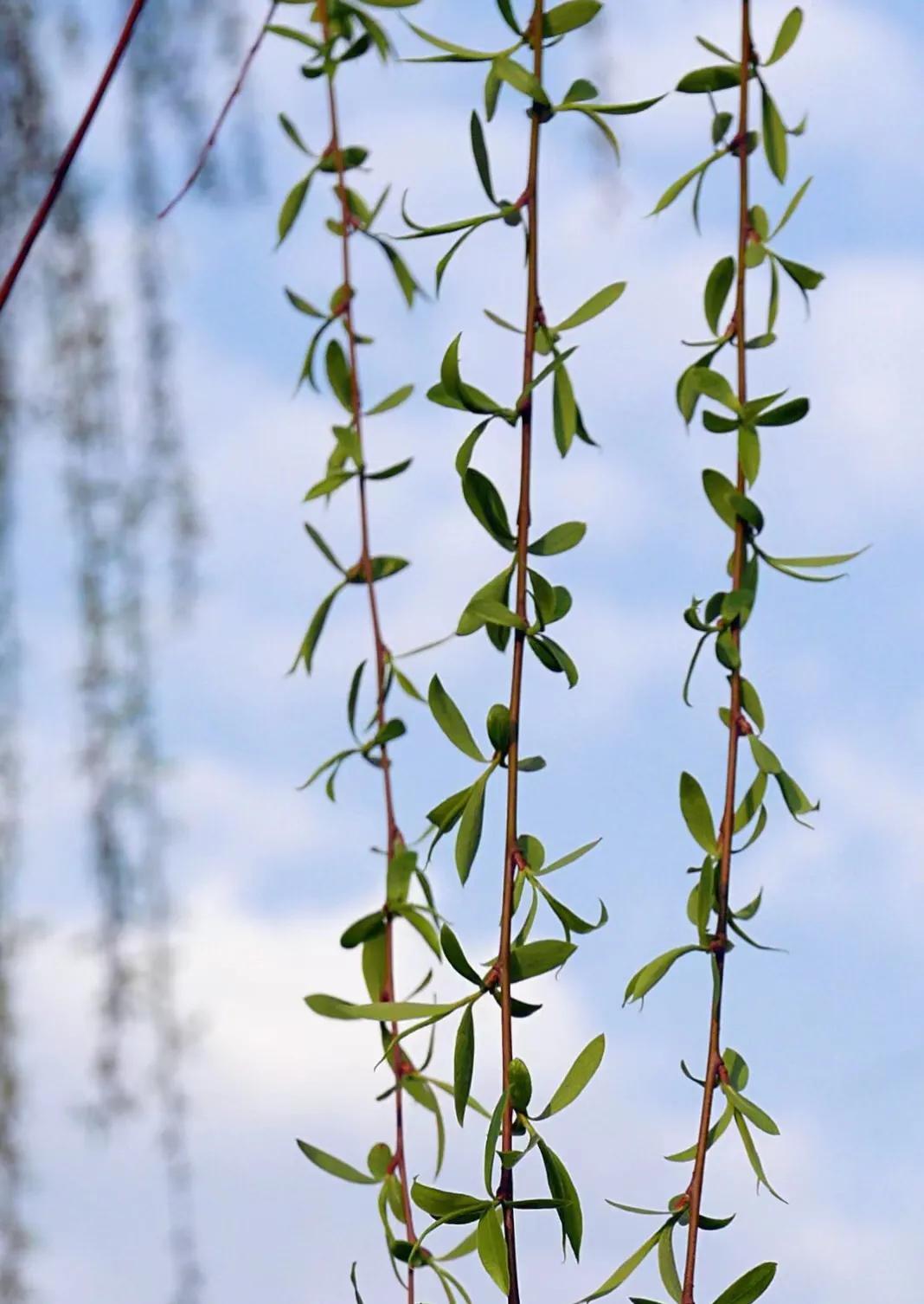 柳浪闻莺西湖十景,西湖十景之一柳浪闻莺名称由来