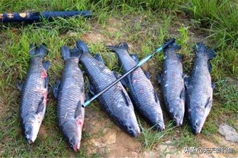 钓小体型鱼调漂技巧图解,想钓好鱼调漂的正确方法