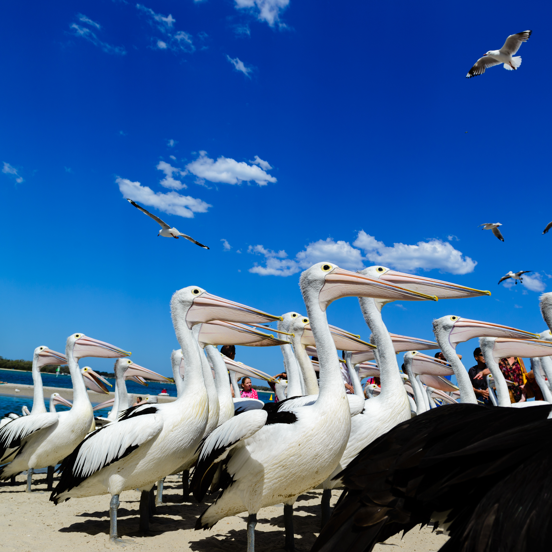 澳洲黄金海岸喂鹈鹕,澳洲海边鹈鹕