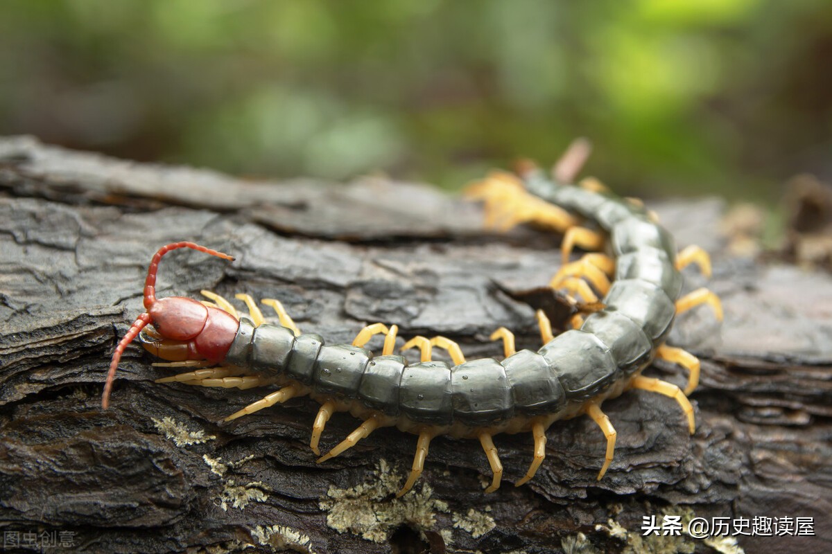 五毒之首的蜈蚣能打败蝎子吗,五毒蜈蚣为什么毒不死