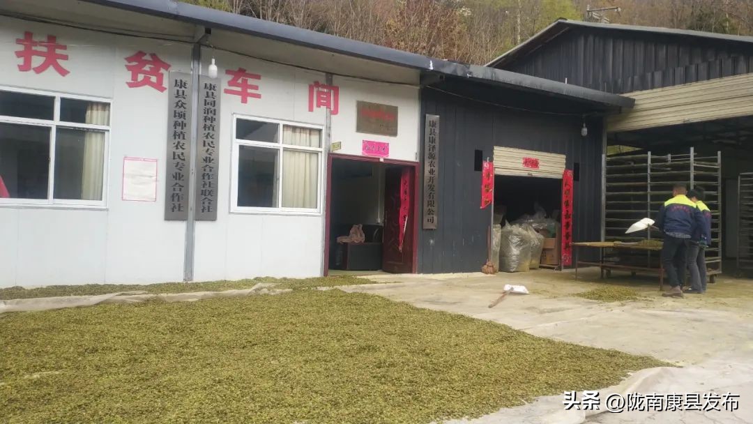 “三抓三促”进行时|康县三河坝镇:杜仲雄花变身“致富花”