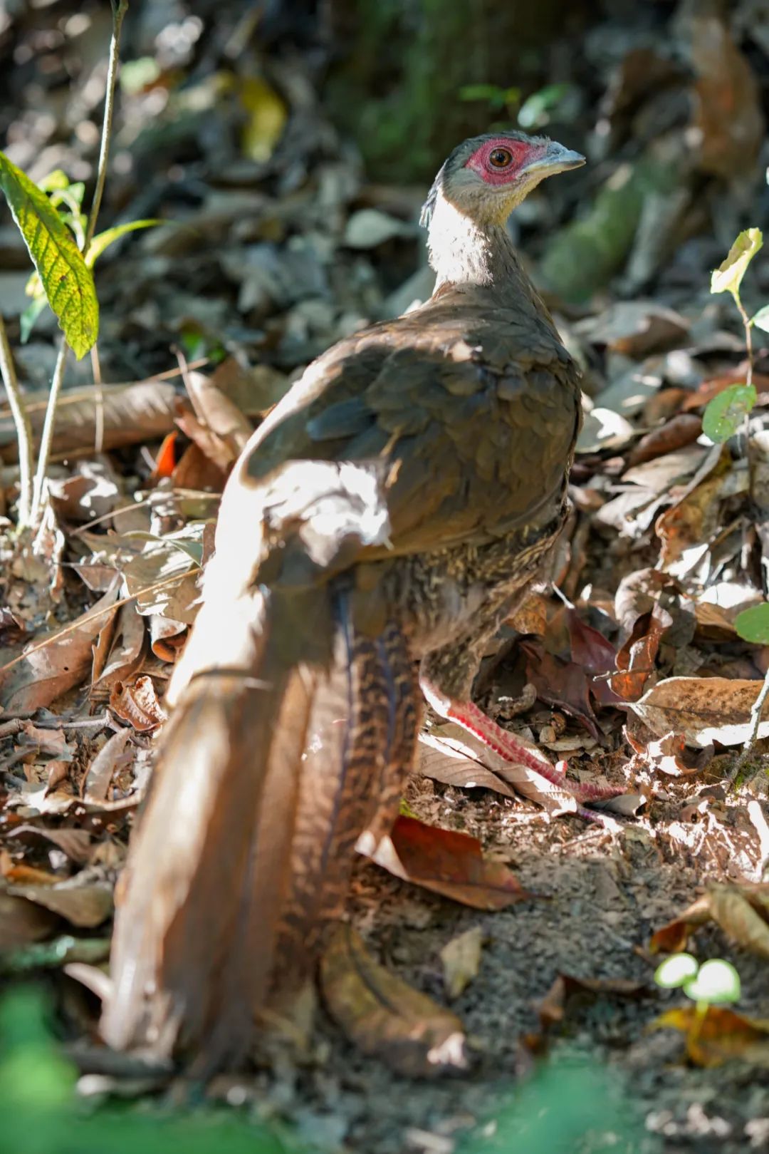 昆明七彩云南怎么样,七彩云南避暑家园