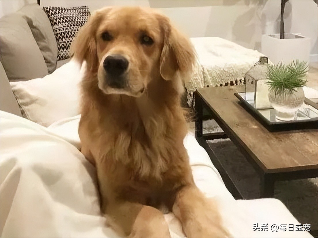 金毛不听话一直挠门怎么训,金毛挠门怎么办