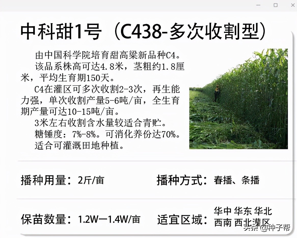 新型巨型高粱,巨型高粱品种