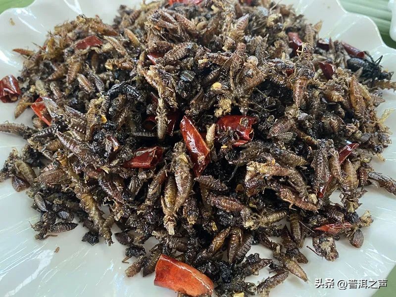 有一种味道叫普洱丨花吃够了，该吃虫了！