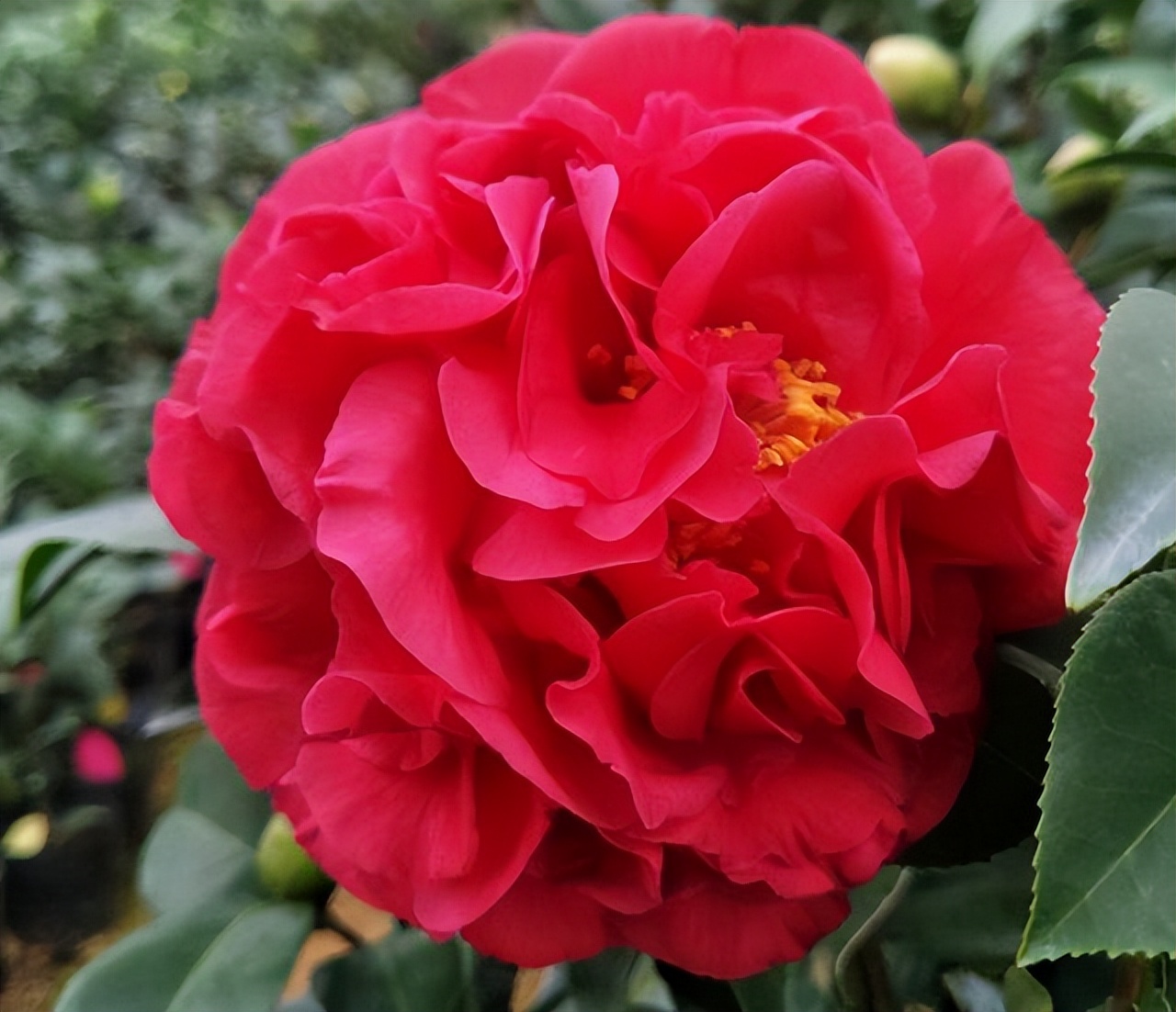 此花花色繁多有淡香味易养易成活,此花气味芬芳生命力顽强