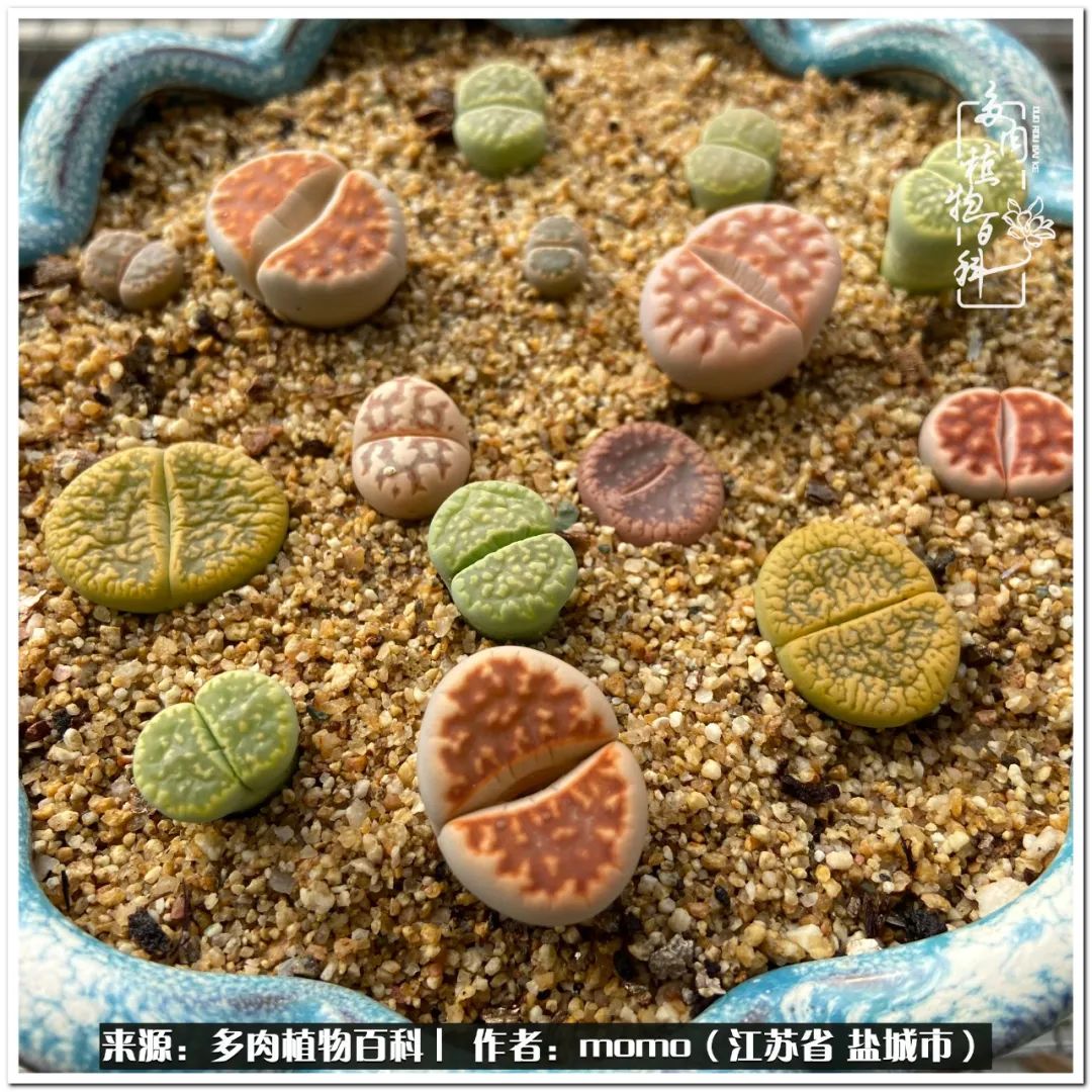 露养一个月的多肉图片,露养多肉春天外面过夜么