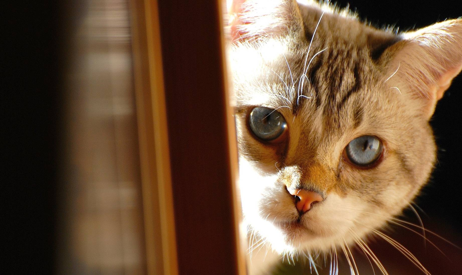 养猫干货视频教程全集,养猫日常好物分享