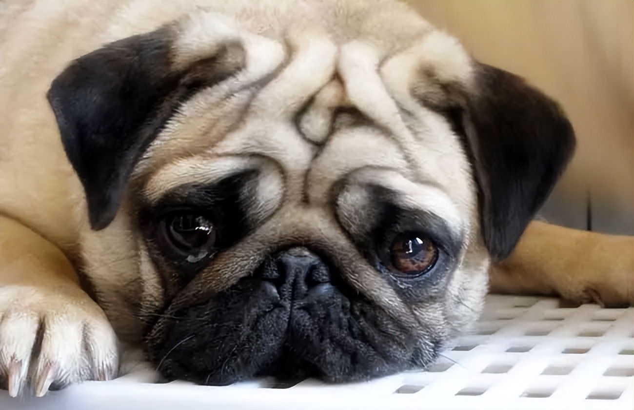 巴哥犬有眼屎怎么处理,巴哥犬有泪痕眼药水