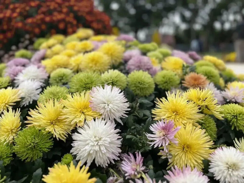 深圳市东湖公园一年一季的菊花展,深圳的东湖公园的菊花展漂亮极了