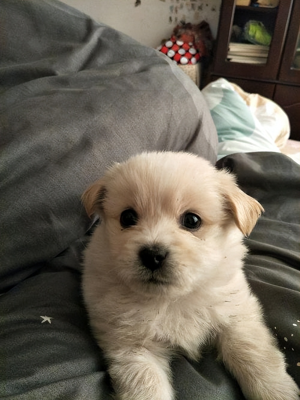 幼犬喂养小知识有哪些 (小马犬幼犬喂养小知识)