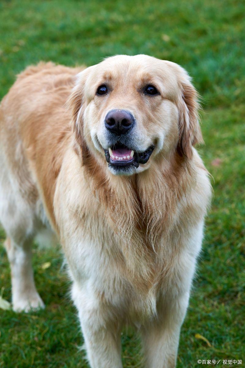 金毛寻回犬百科介绍,金毛路虎网红介绍