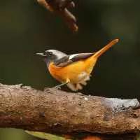 儿时电子灯笼,儿时过年灯笼