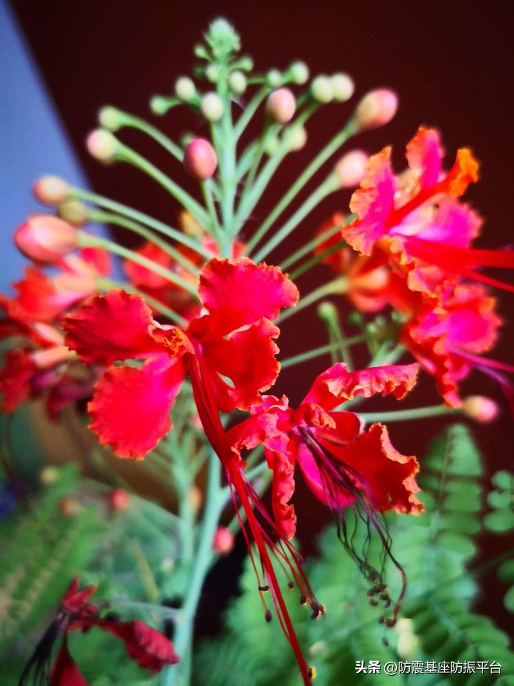 从发芽到开花的乐趣,从种子到果实成熟的感悟