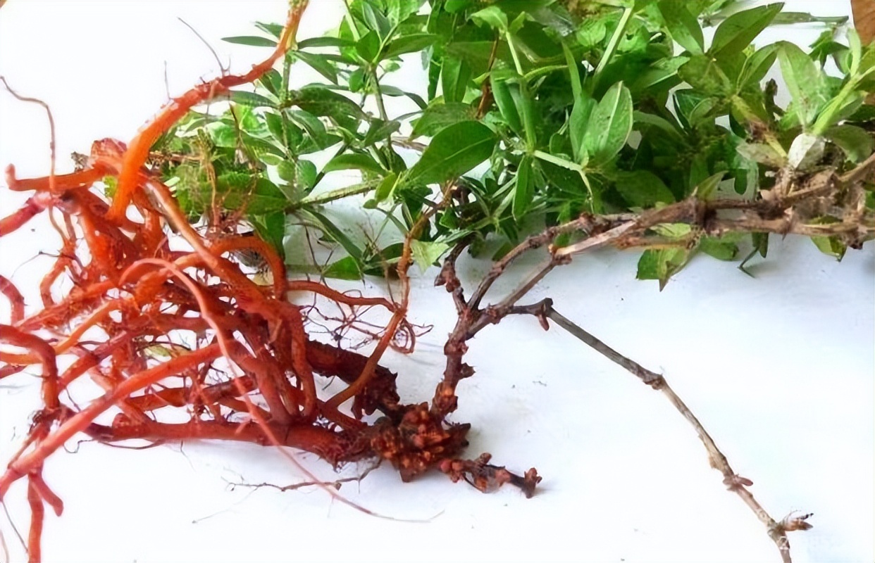 素雅芳香宜人的珍稀植物,让人念念不忘的芳香草本植物