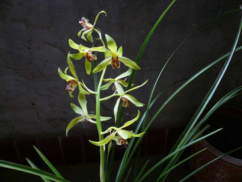 说文解字第276课细说遮字,说文解字第454课细说谬字