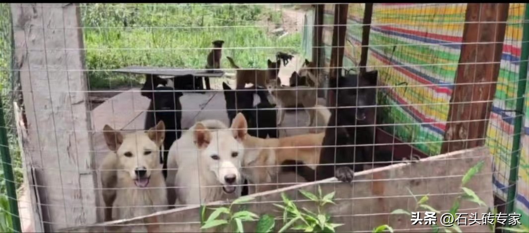 养狗赚钱真的吗,投资养狗赚钱吗