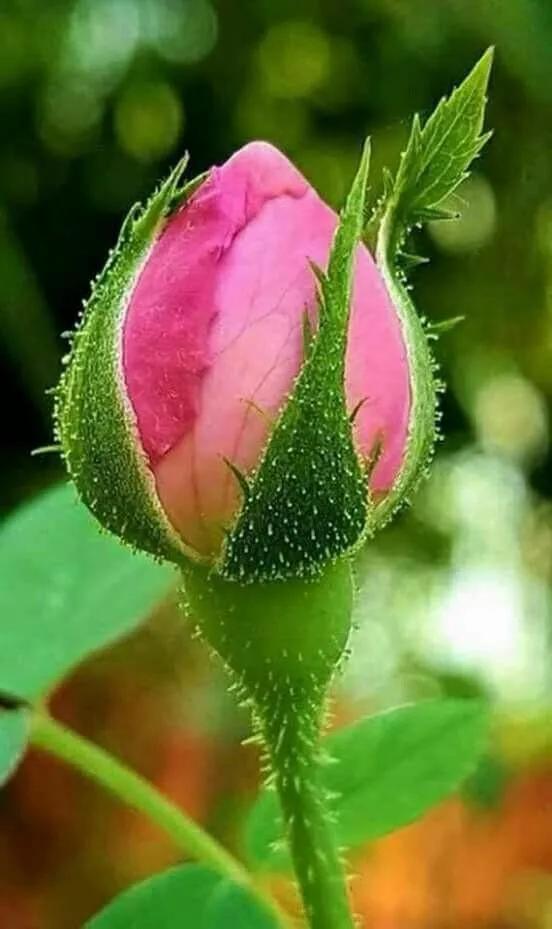 这才是最美的玫瑰花图片,最好看的紫色玫瑰花图片