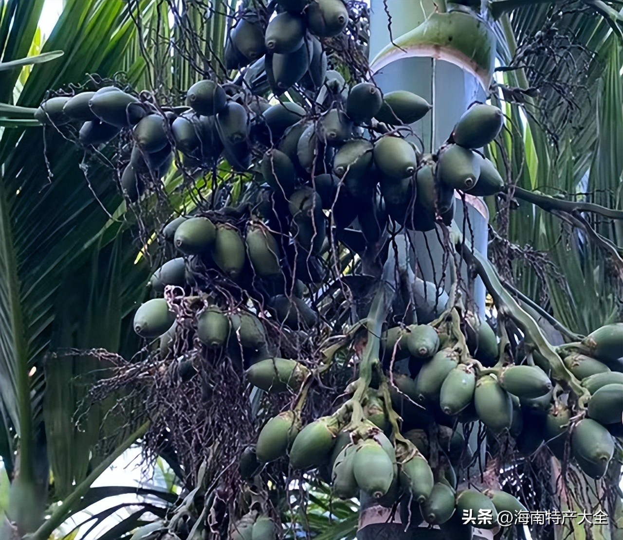 2021海南槟榔生果价格 (今天海南槟榔价格)