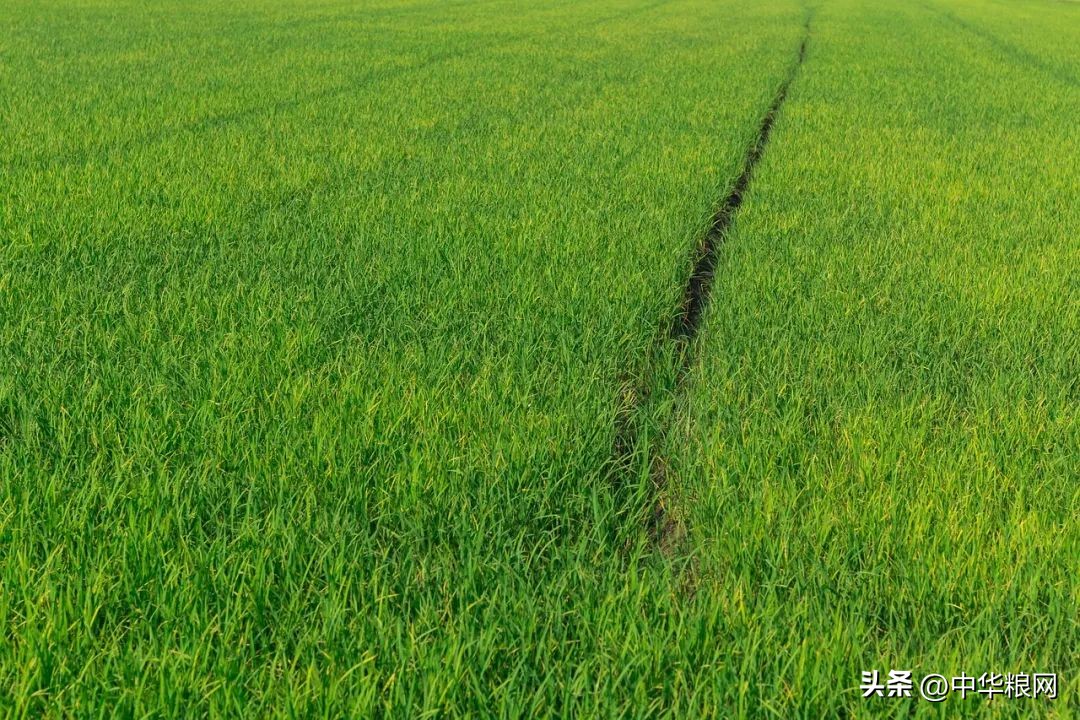 稻米产业提质增效方法,水稻产业促乡村振兴