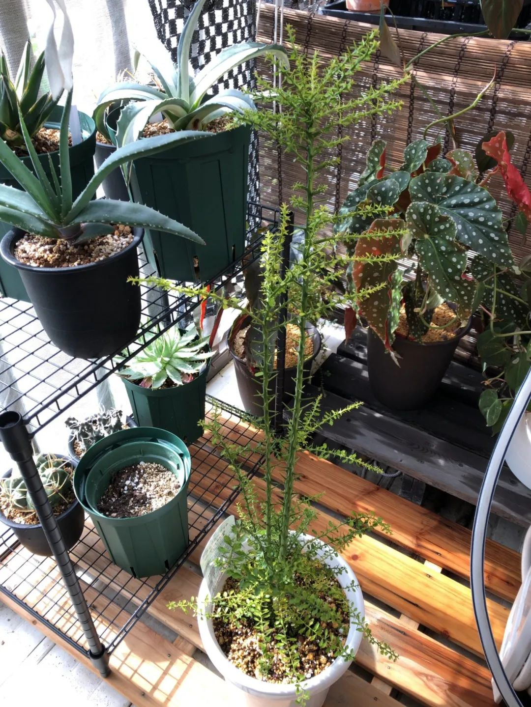 盆栽柠檬春季养殖方法,手指柠檬盆栽种植方法