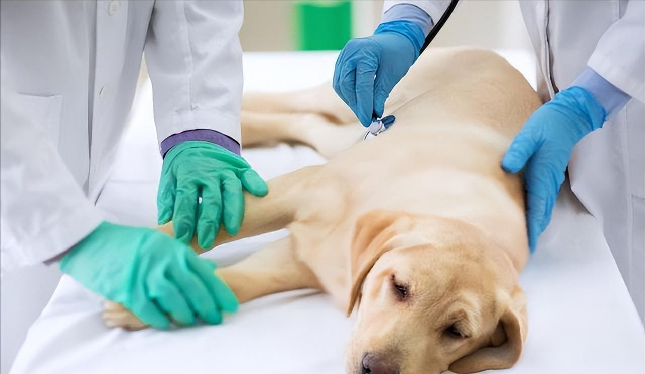 拉布拉多怎么越养越瘦了,自己养的拉布拉多骨架小偏瘦